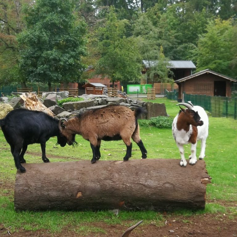Ziegen auf Baumstamm